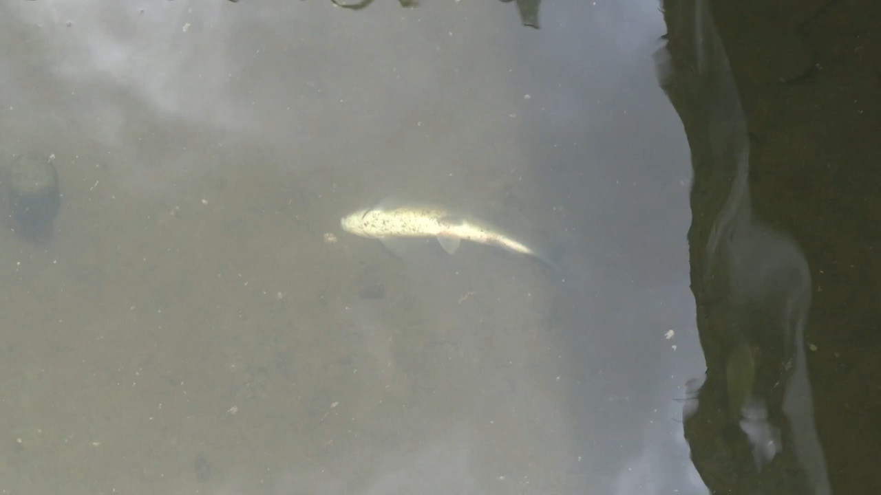 Kütahya’da balık ölümleri tedirgin etti