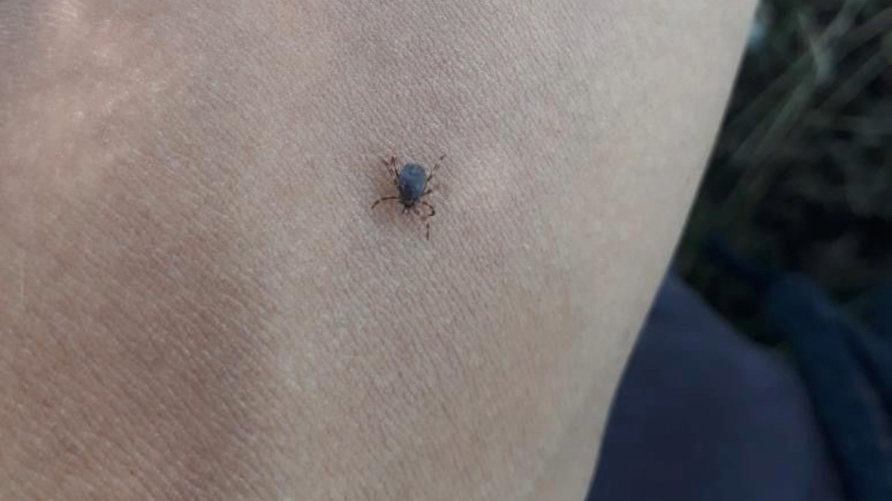 Kene bir can daha aldı