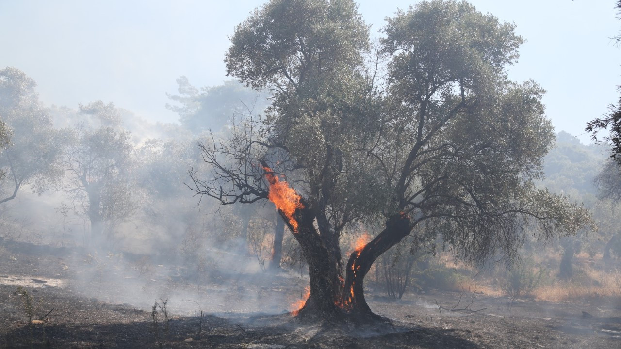 7 bölgede yangınlar kontrol altına alındı