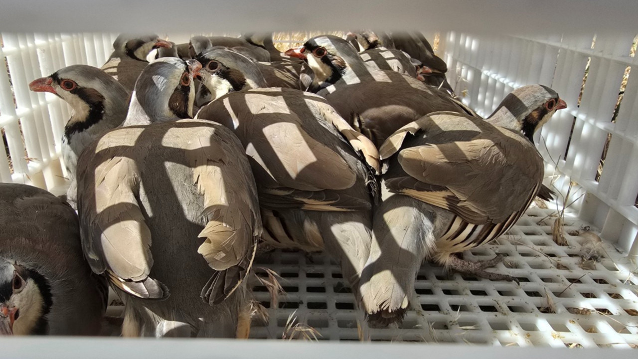 Kene ile mücadele için bin keklik doğaya salındı