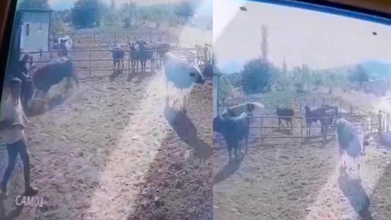 Beslediği boğanın saldırısına uğradı