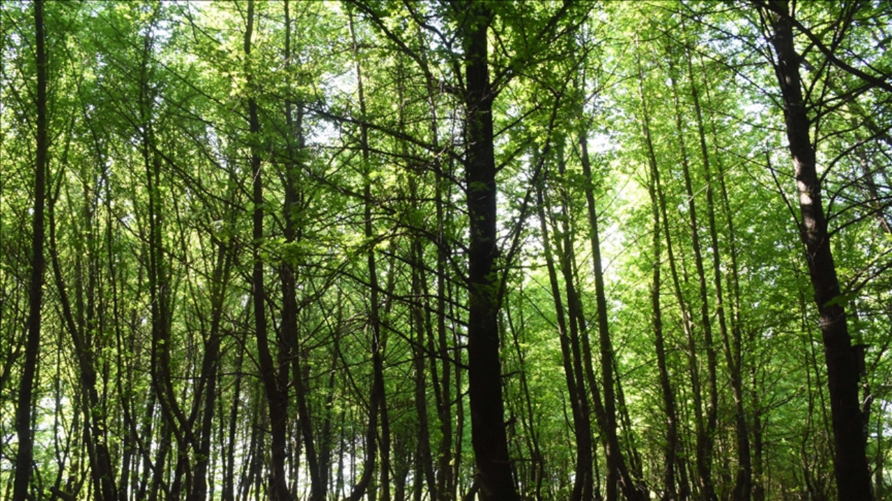 Valilik duyurdu: Bir ilde daha ormanlık alanlara giriş yasaklandı