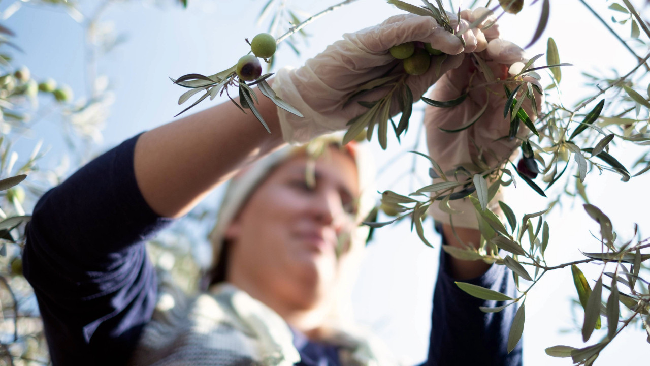 Zeytin, madenden daha kârlı