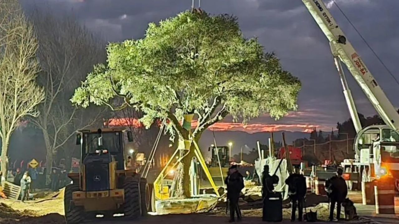 Bu da Arjantin'in Gezi'si: 300 yıllık ağaç, ulusal direnişi tetikledi