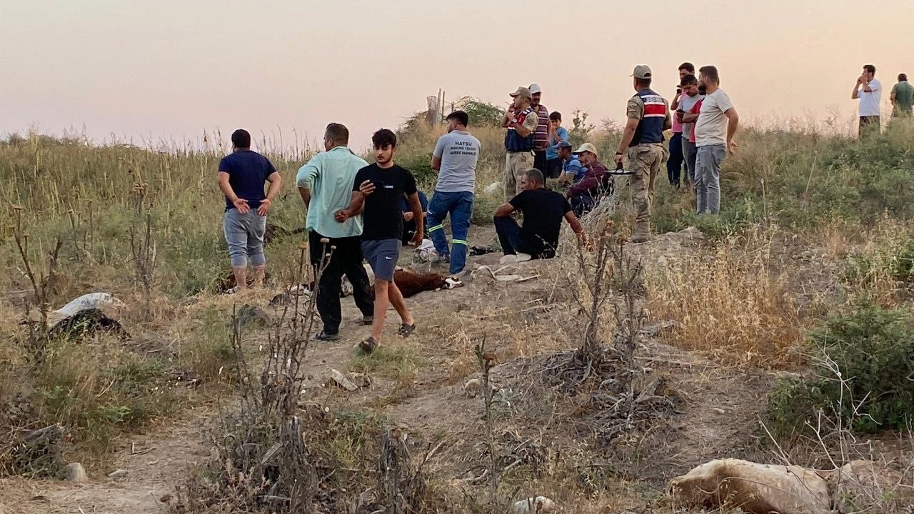 Fabrika suyu can alıyor: 2 haftada 104 koyun öldü