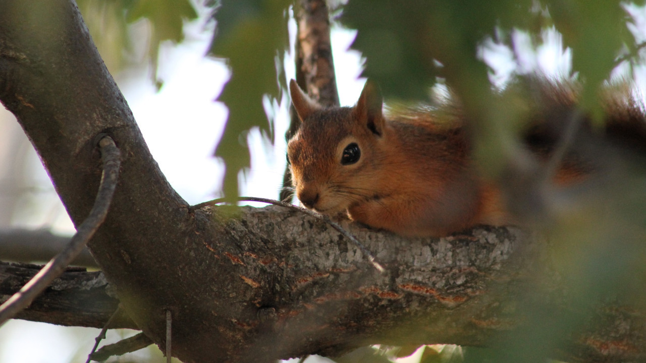 Görenleri hayrete düşürdü: Ekmek kokusuna geldi, sofraya oturdu