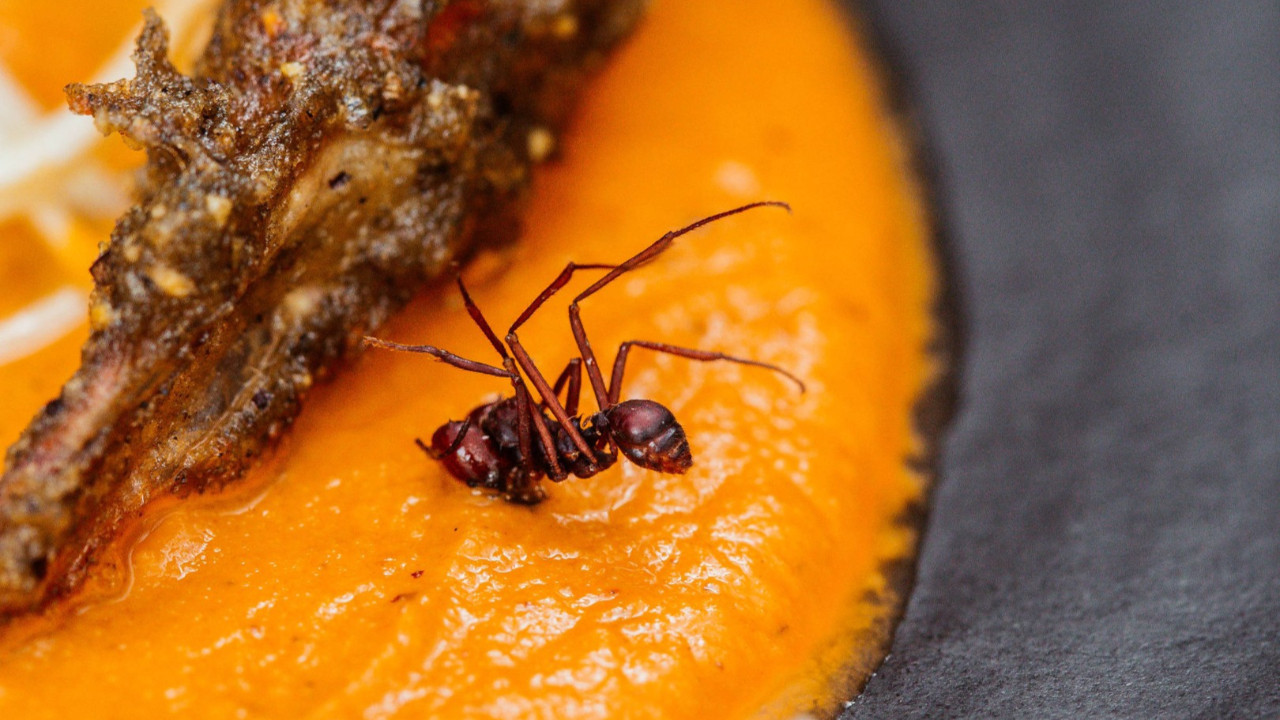 Ünlü restorana 'karıncalı yemek" soruşturması