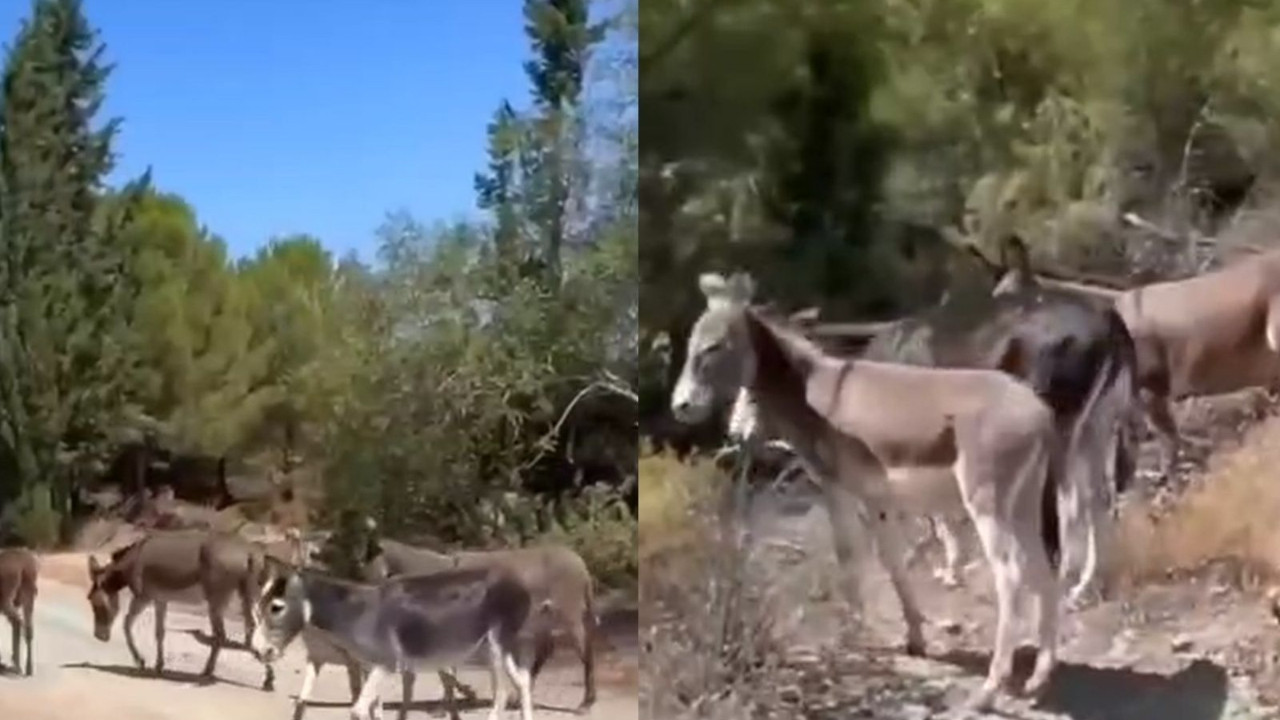 'Tehlikeli' diye bayıltarak toplamışlardı, doğaya geri bıraktılar