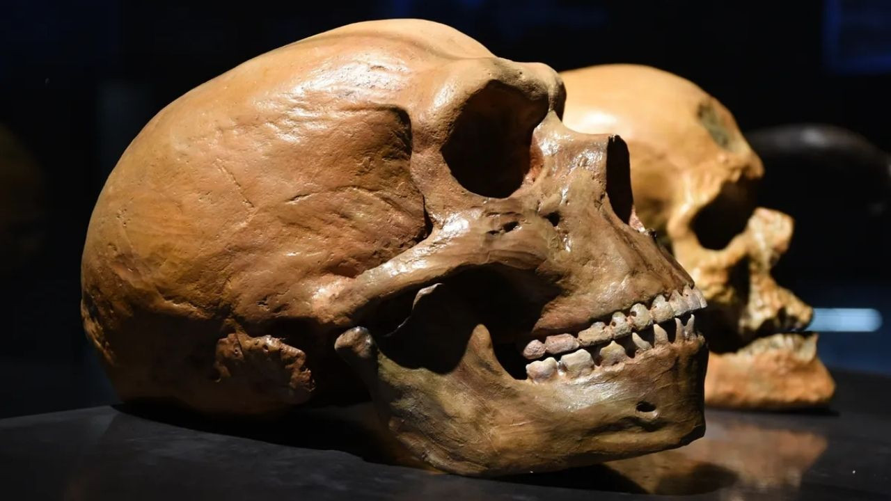 Şiddetli baş ağrınızın suçlusu Neandertaller olabilir