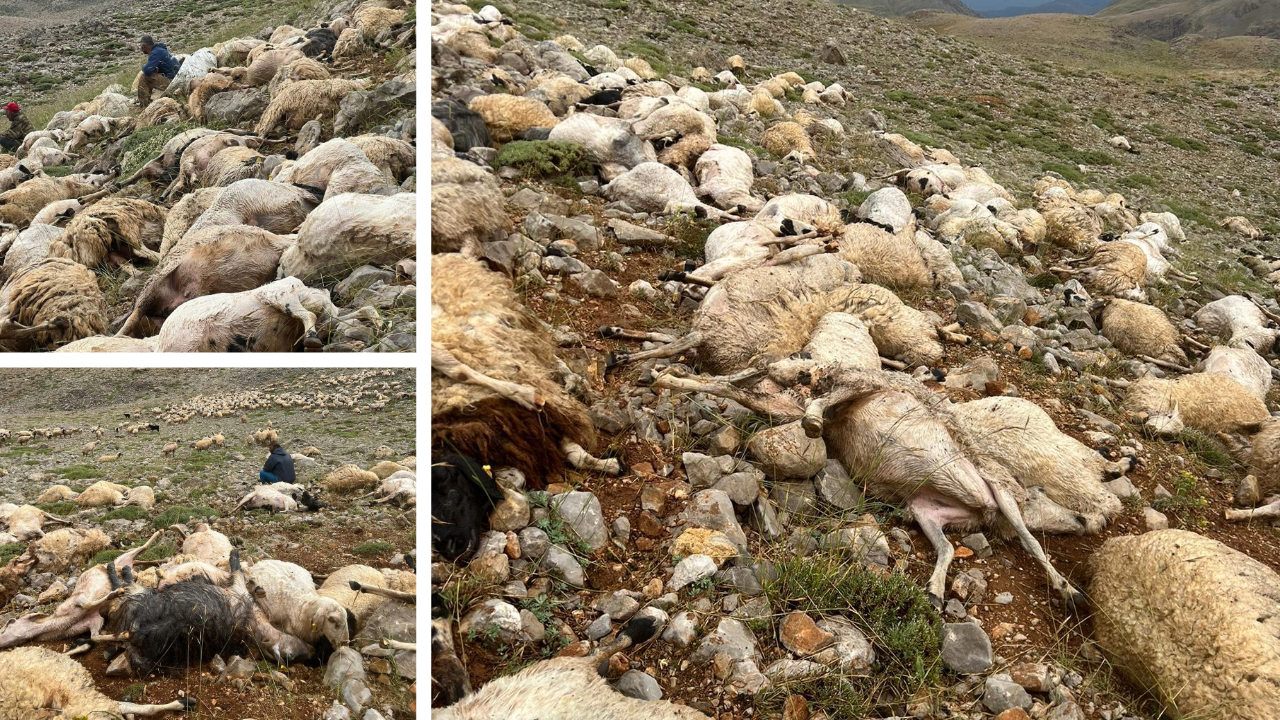 Yıldırım düştü 200 koyun telef oldu