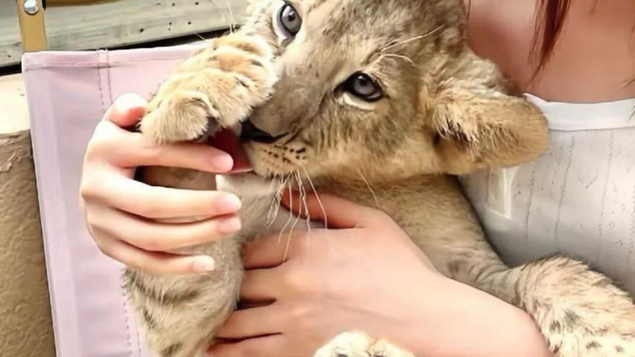 Menüye 'yavru aslana sarılma'yı eklediler, ortalık karıştı