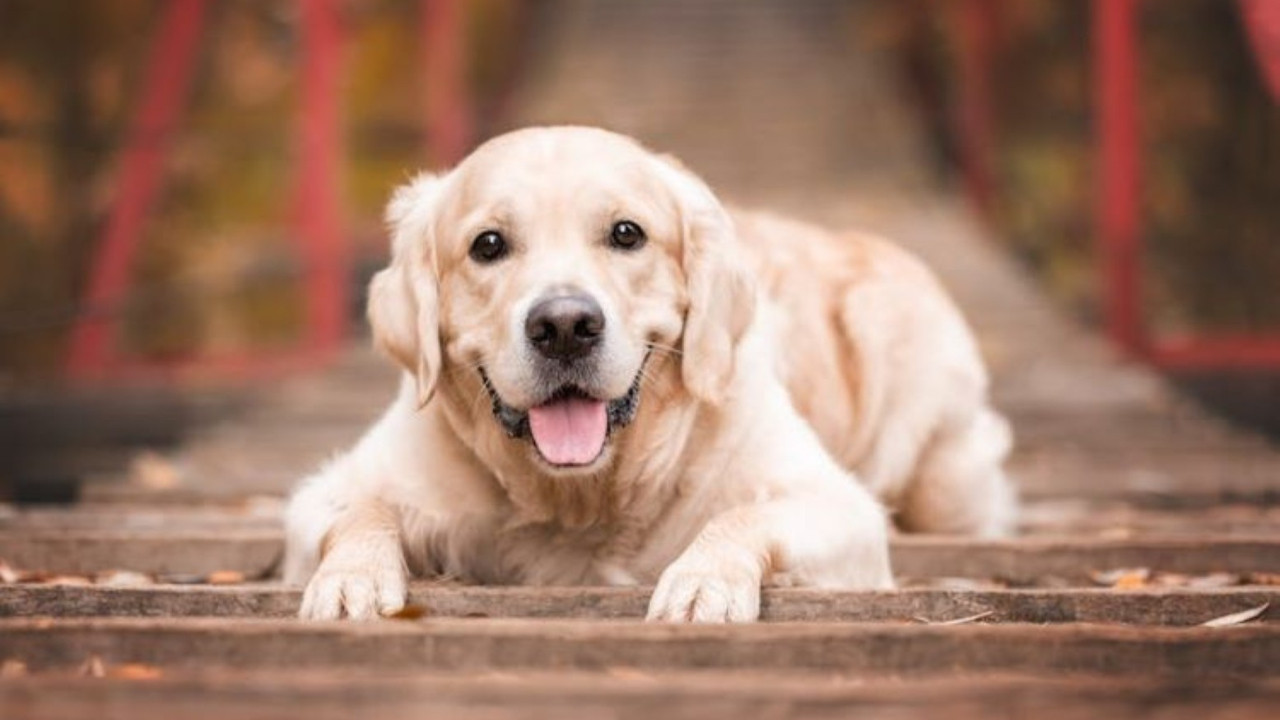 Köpekler, Parkinson'u koklayarak tespit ediyor