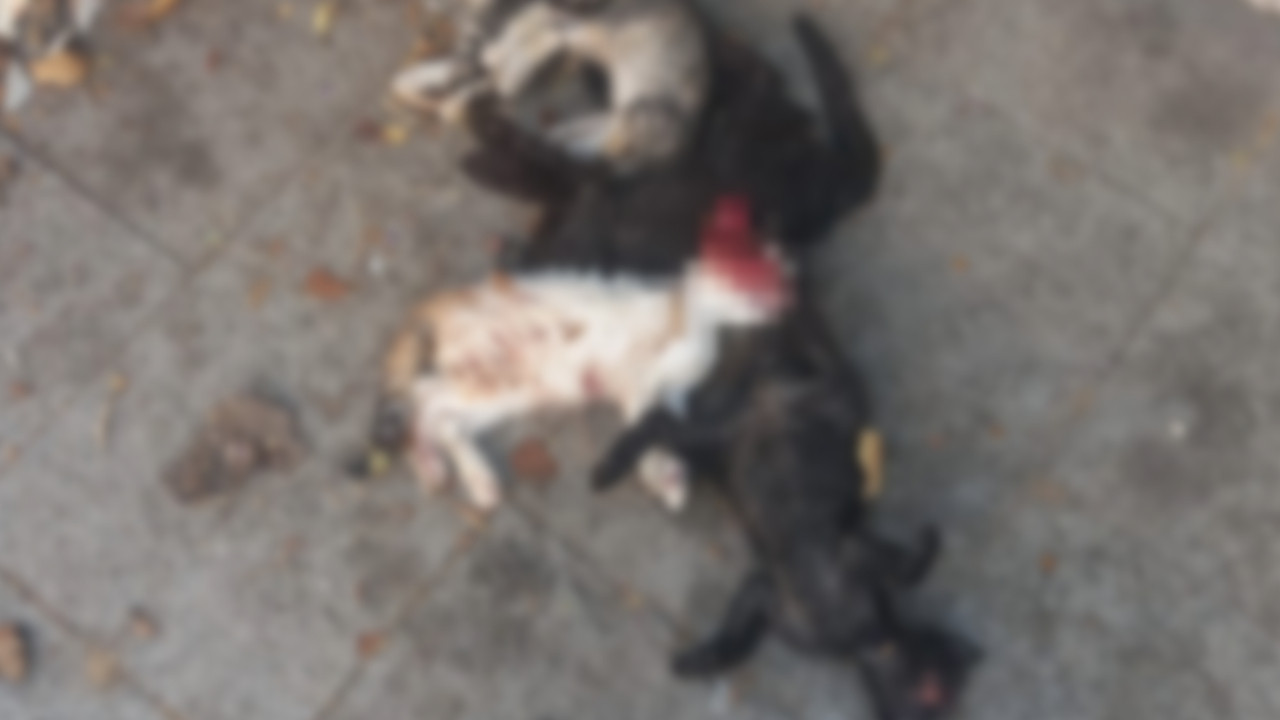 Maltepe'de vahşet: Yavru kedileri katletti