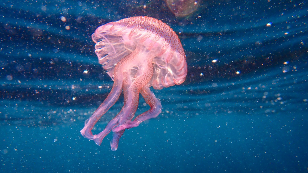 Ege'de mor denizanası paniği