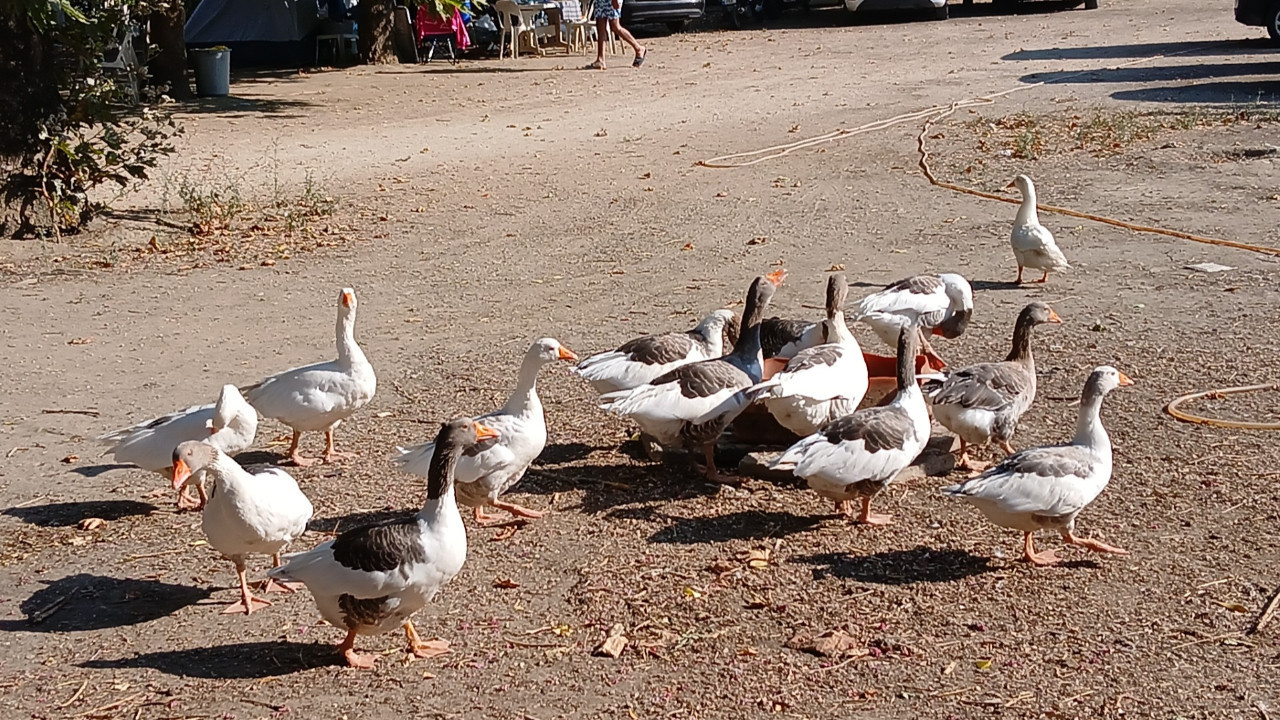 'Ev hapsi'nden 'şartlı tahliye'ye: Kazlar bir nebze özgür