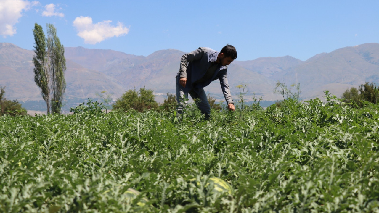 Uçak teknolojisİ okudu, memleketine dönüp çiftçi oldu