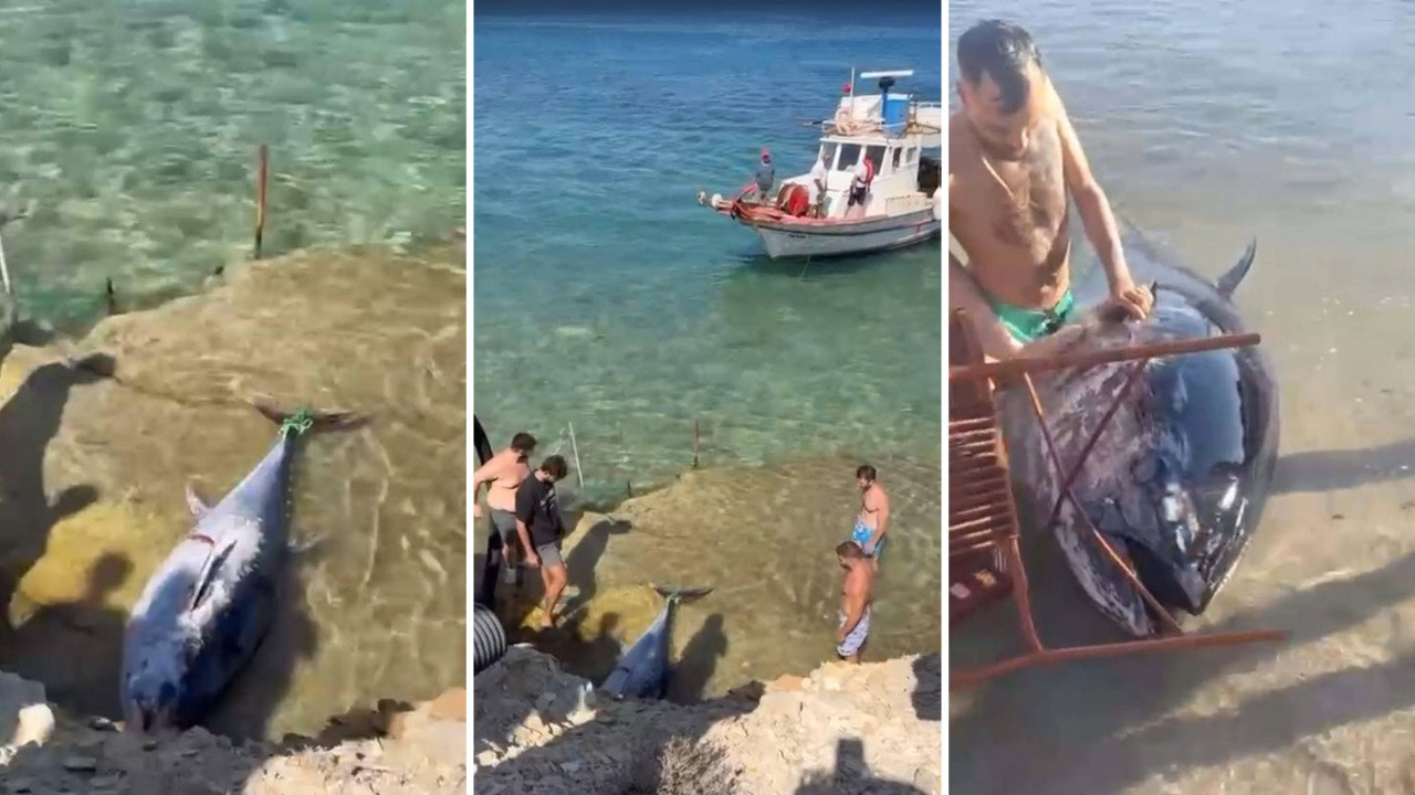 Çeşme’de kıyıya vuran orkinoslar için inceleme başlatıldı