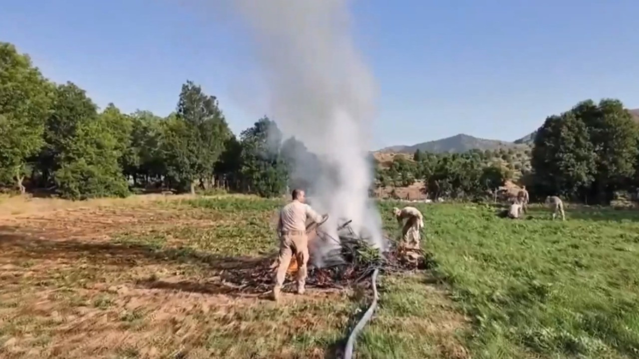 Diyarbakır'da milyonlarca kök kenevir ele geçirildi