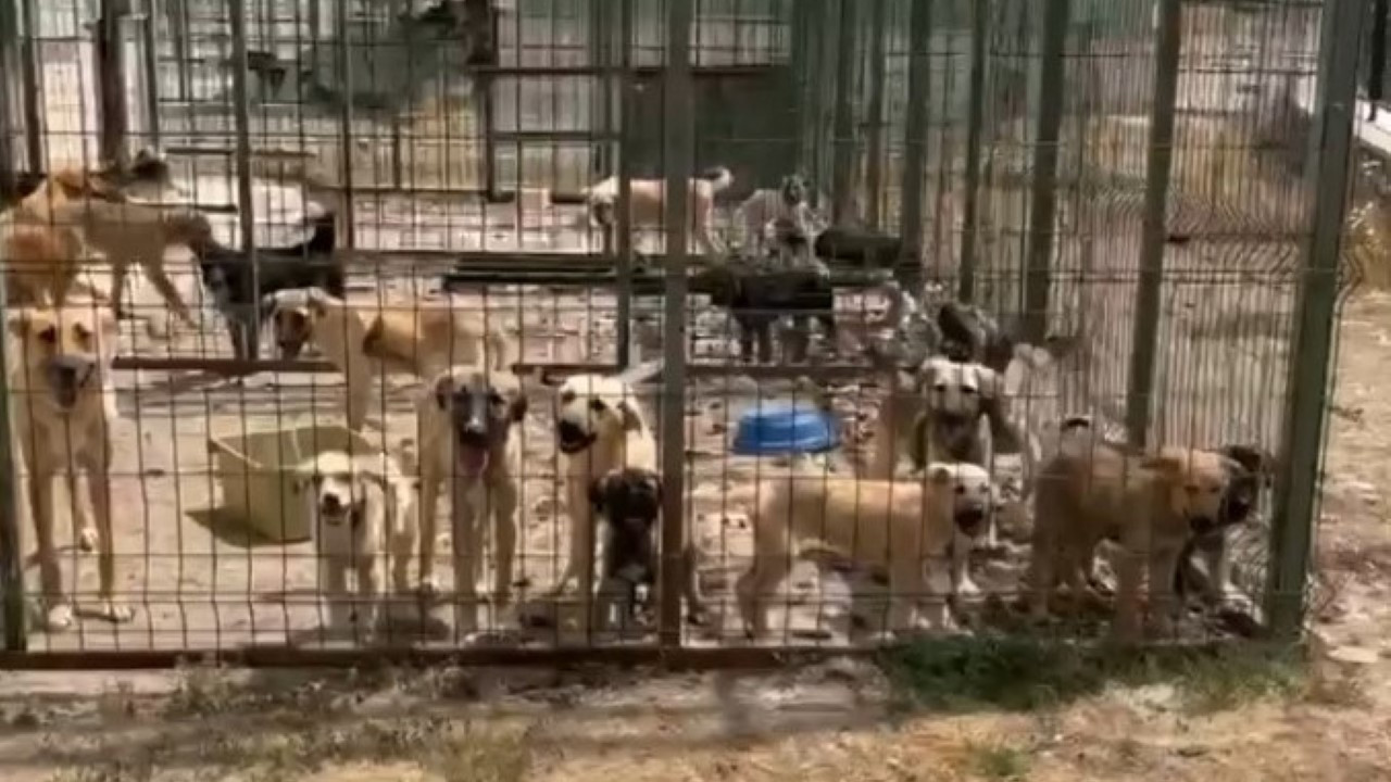 Barınaktaki hayvanlar açlık ve susuzluktan öldü