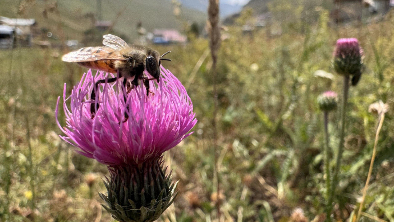 Dünyaca ünlü Anzer balının üretimi için mühürlenen peteklerden numune alındı
