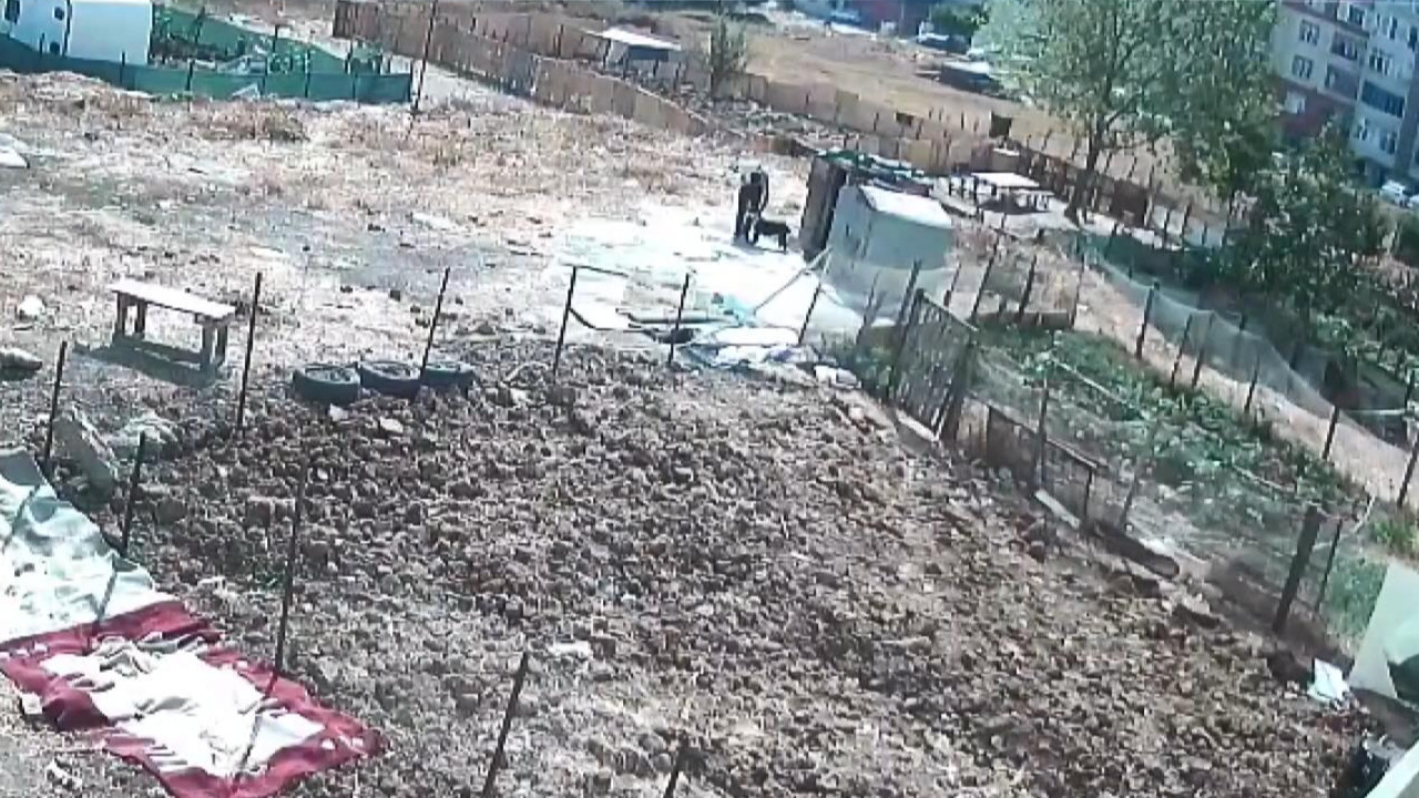 Esenyurt'ta köpeklere işkence