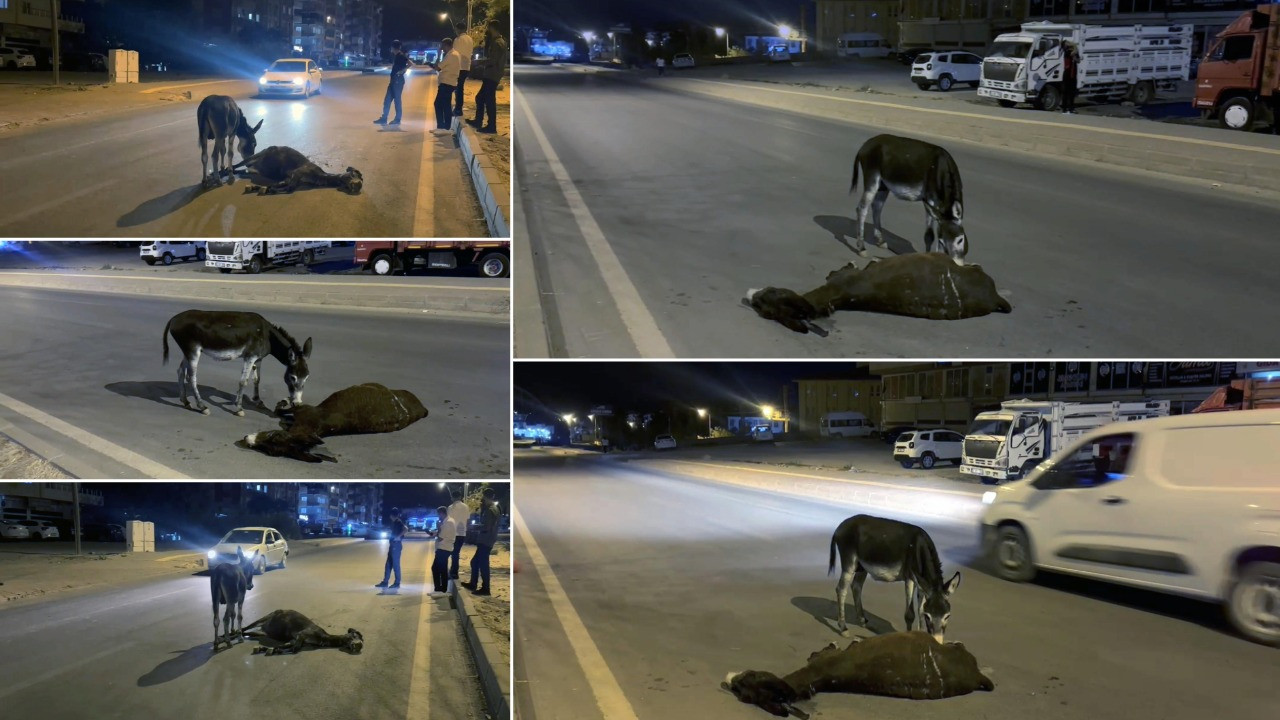 Ölen annesinin başından ayrılmadı