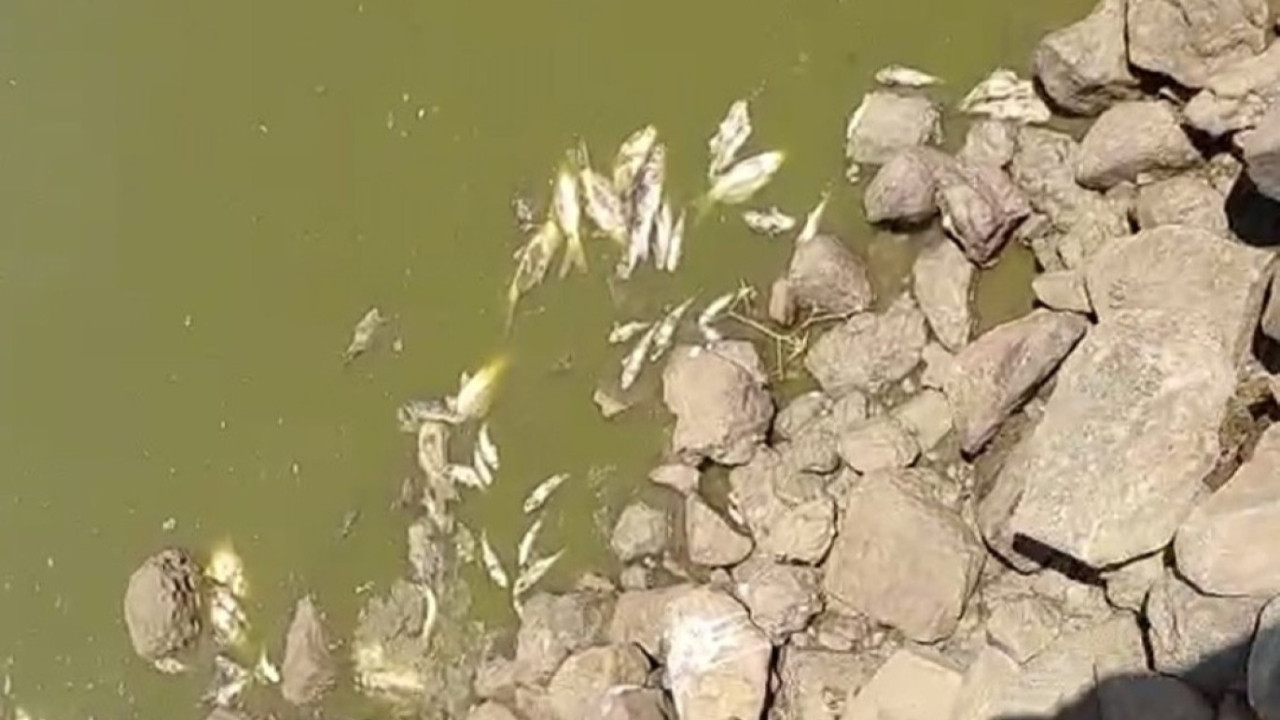 Sular çekildi, balıklar telef oldu