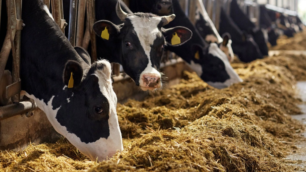 Süt sağarken elektrik akımına kapılarak öldü