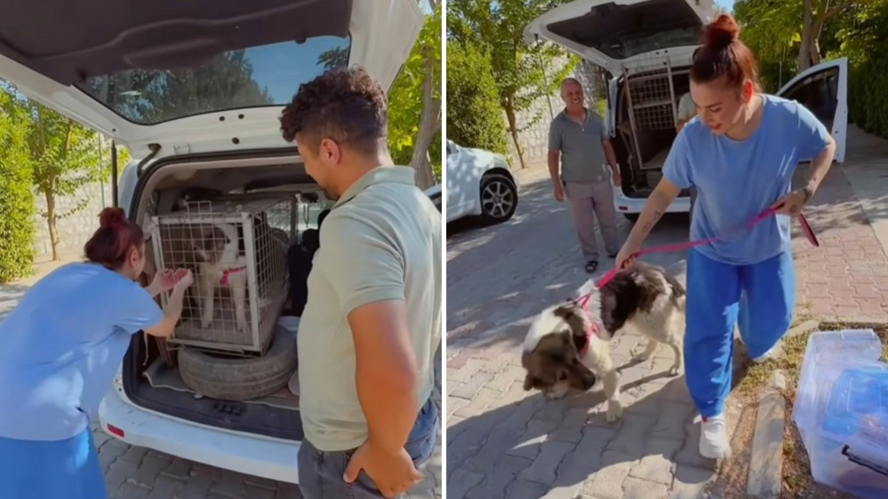 Ceylan Ertem, sahiplendiği mezar başından ayrılmayan köpeğe kavuştu