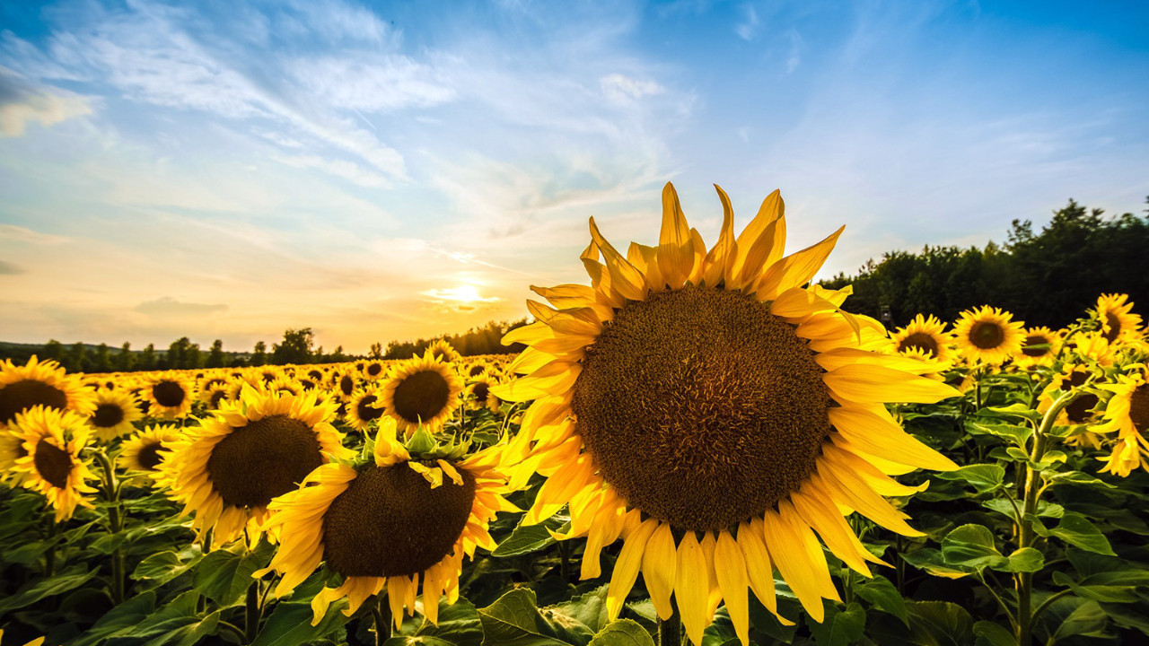 ‘İthalatı önlemek için ayçiçeği üretilmeli’