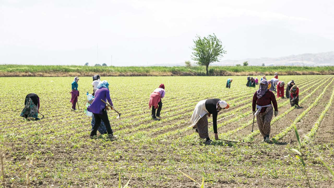 Ziraat Odaları'ndan bakanlığa yanıt: Makasın varlığı inkar edilemez