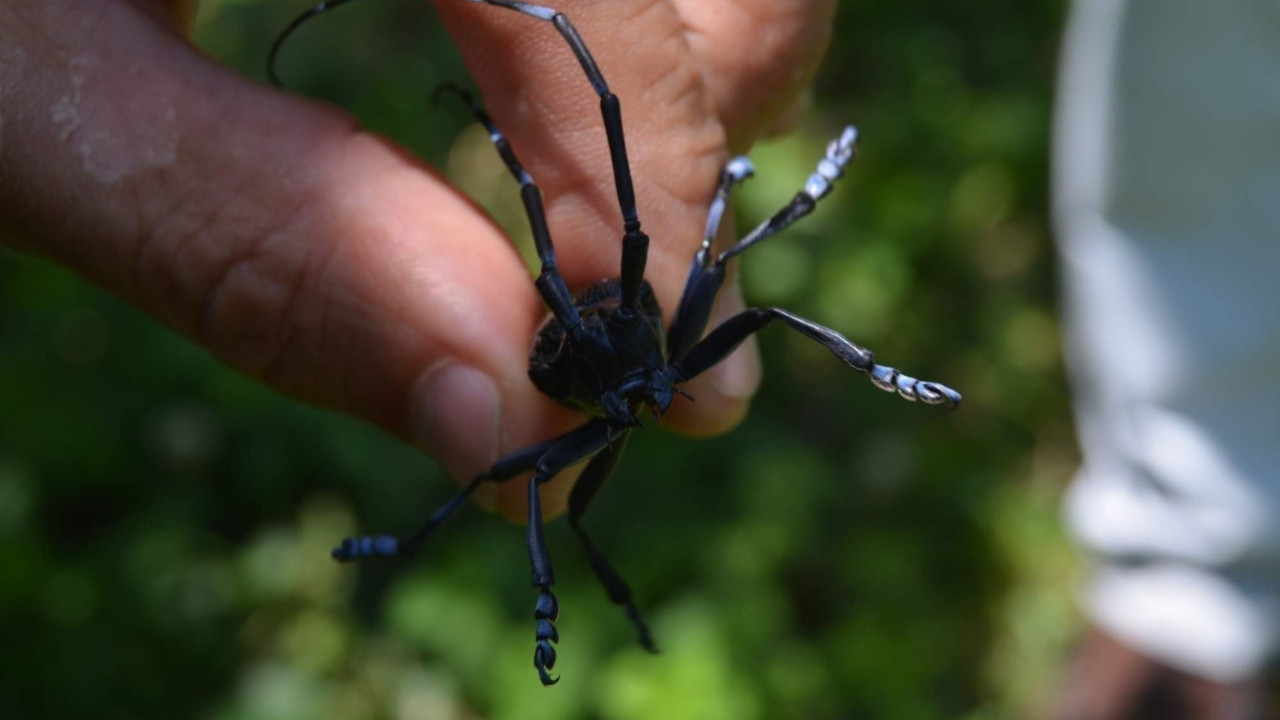 Trabzon’da ‘Drakula’ alarmı! Binlerce dekarlık fındık bahçesi yok edildi