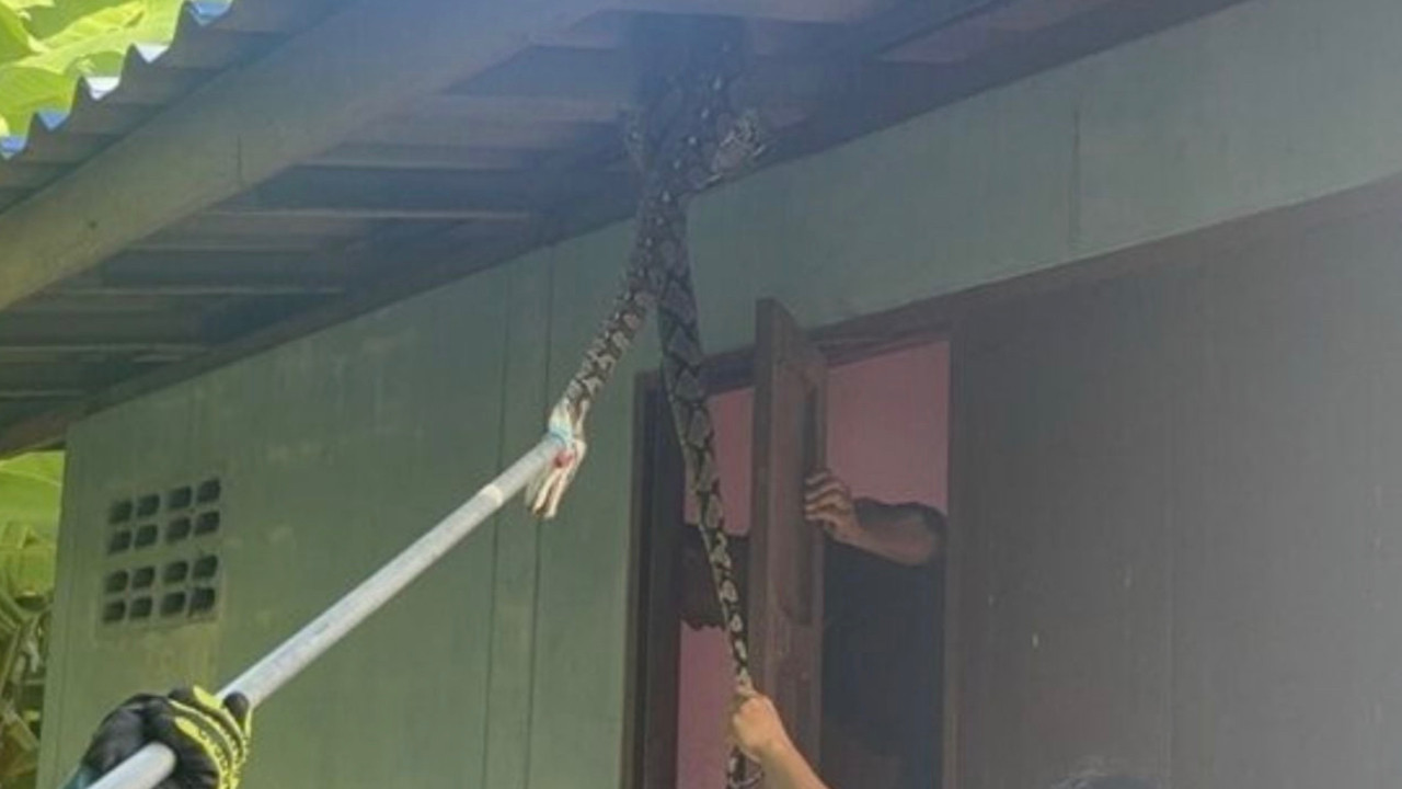 Yaşlı kadının evine piton yılanı girdi, kedisini yedi