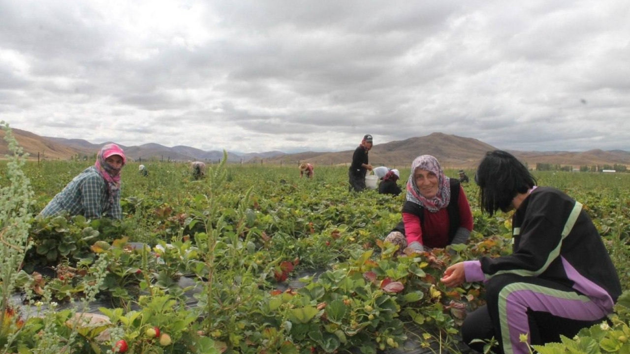 Bayburt’ta kadınlara umut olan çilek üretimi: “Bayburt çileğinin tadı ve aroması farklı”