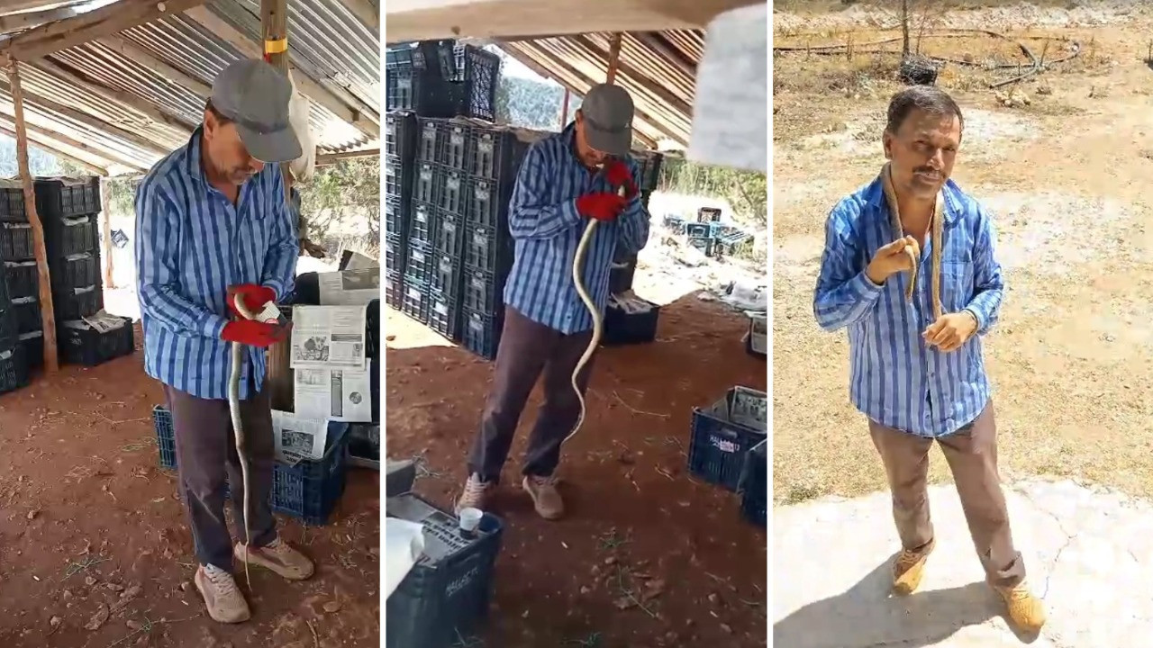 Yılana su içirdi, öptü, gönderdi