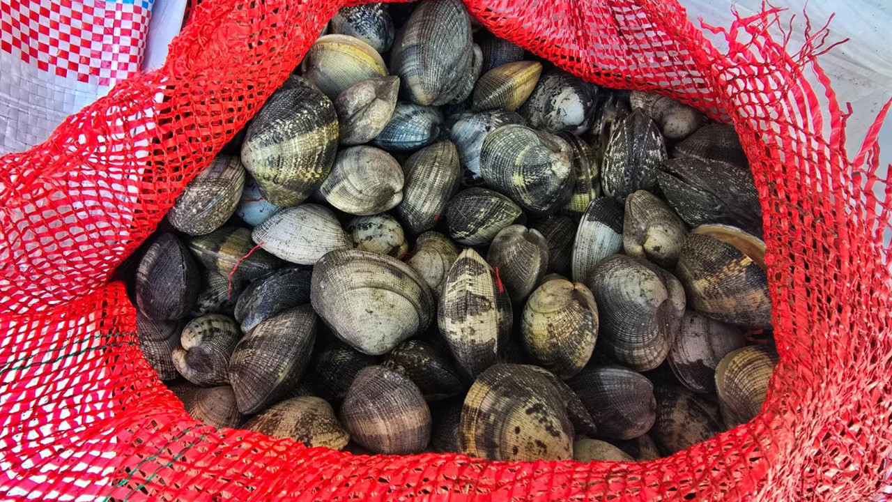 Kaçak kum midyesi avı pahalıya patladı: 3 kişiye 2 milyon lira ceza