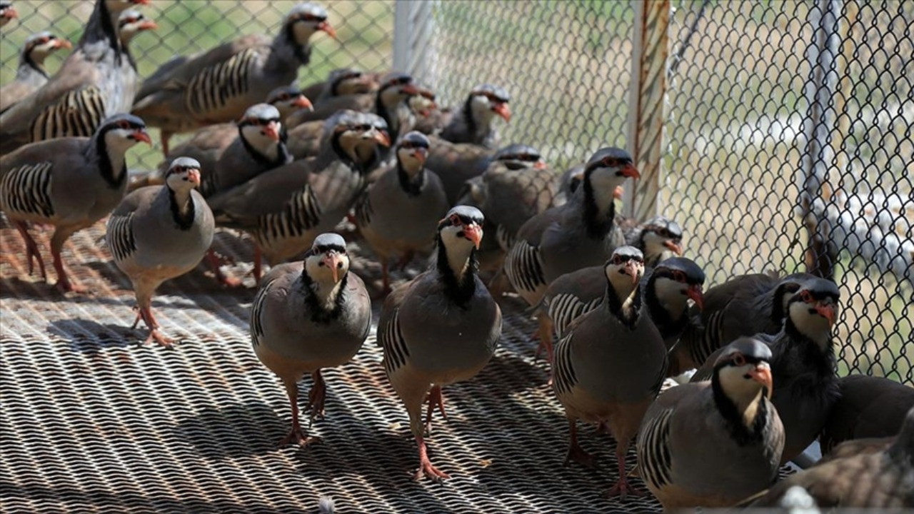 Keklikler kimden yana? Uzman isimden 'keneleri yemez, taşır' iddiası!