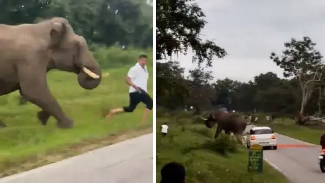 Selfie çeken turist, filin ayakları altında kaldı