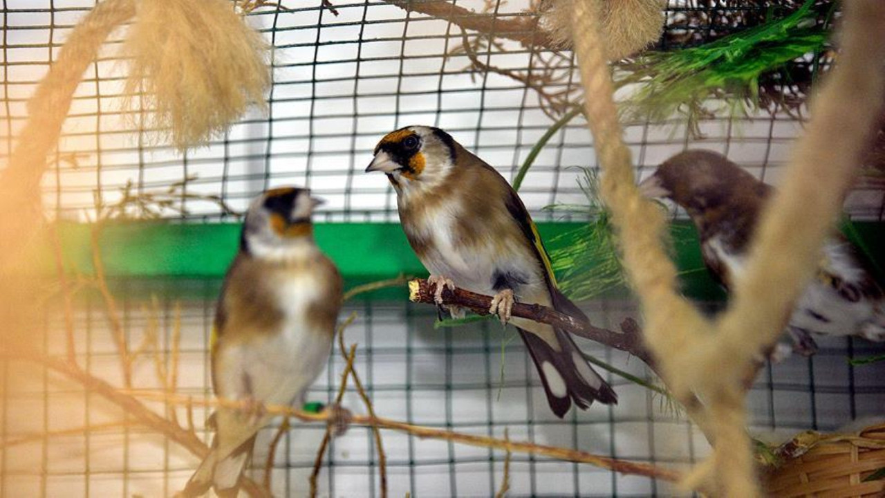 Evinde saka besleyene dev ceza