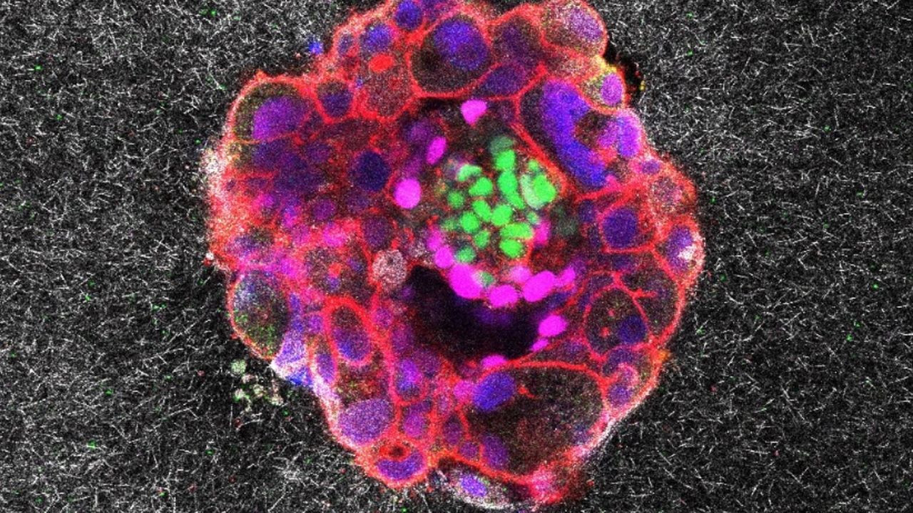 İnsan embriyosunun anne rahmine tutunuşu ilk kez görüntülendi