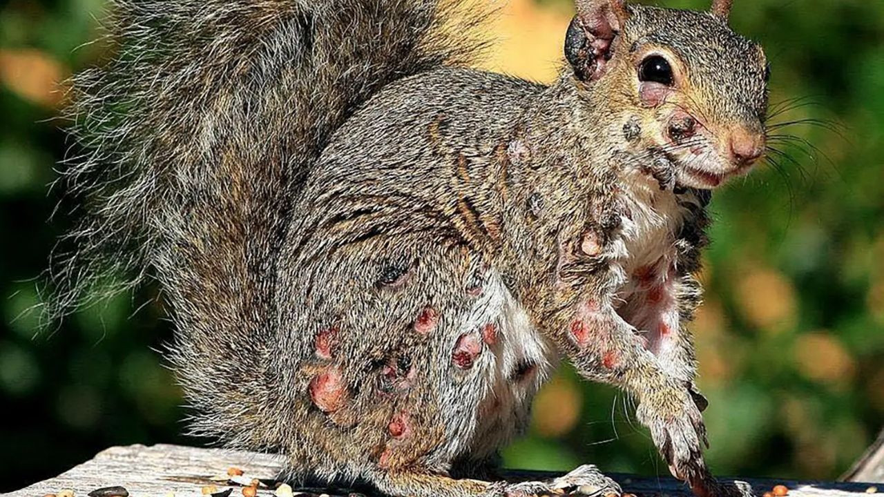'Mutant' sincap alarmı: Görenler şaşkına döndü