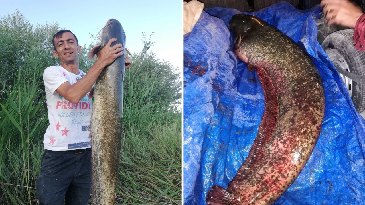 Timsah sandılar, balık çıktı