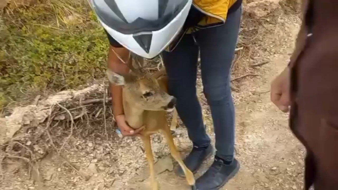 Arabanın çarptığı karaca insanlara sığındı