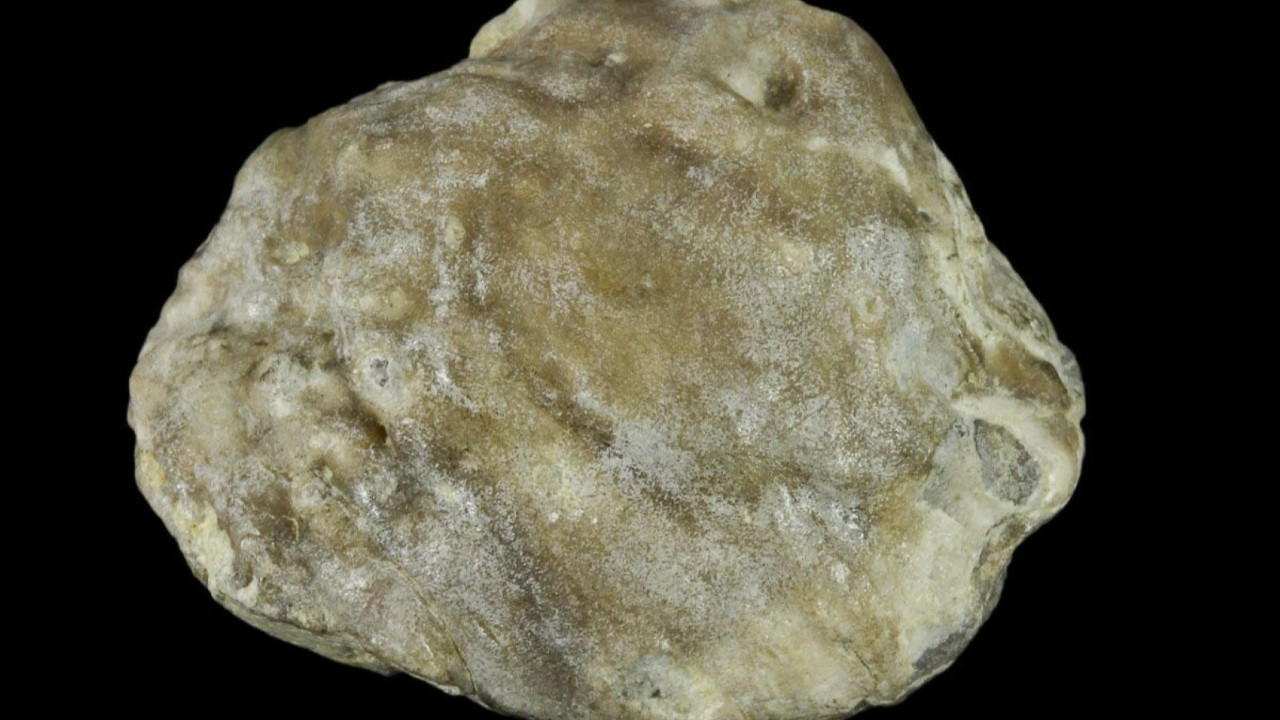 100 milyon yıllık fosil inci bulundu