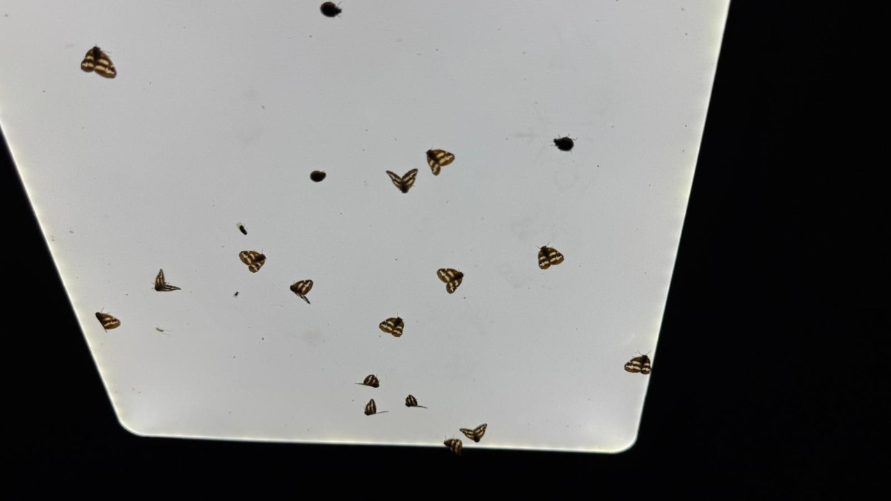 Bahçelerden sonra şimdi de evlere dadandı: Rize’de ‘vampir kelebek’ istilası