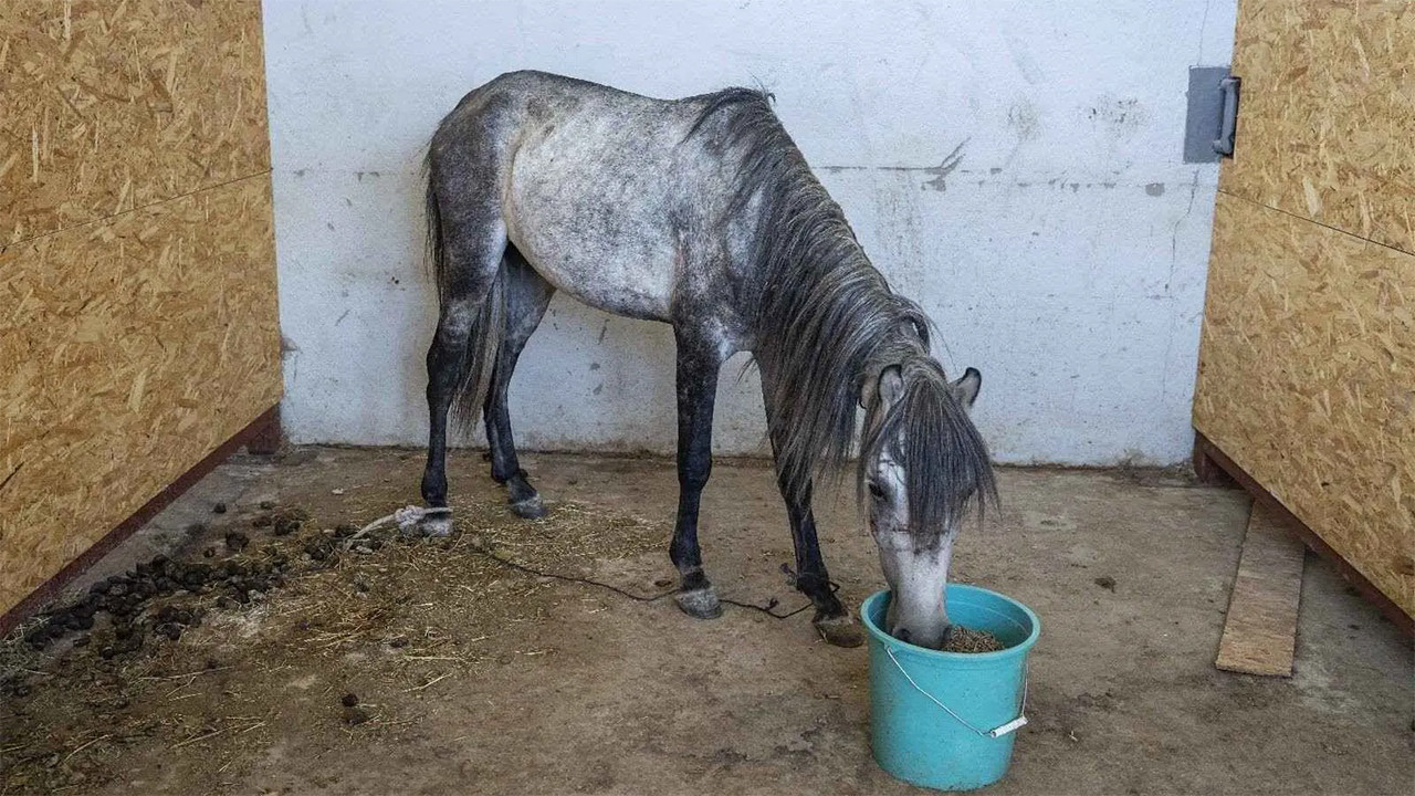 İzmir'de skandal: Günlerce aç bırakıldılar, TJK açıklama yaptı!