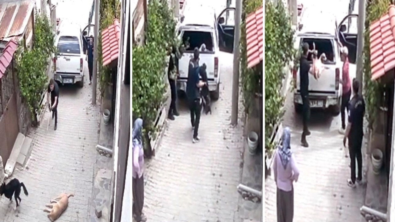 Sokak köpeklerine skandal muamele: Bayıltıp aracın kasasına fırlattılar