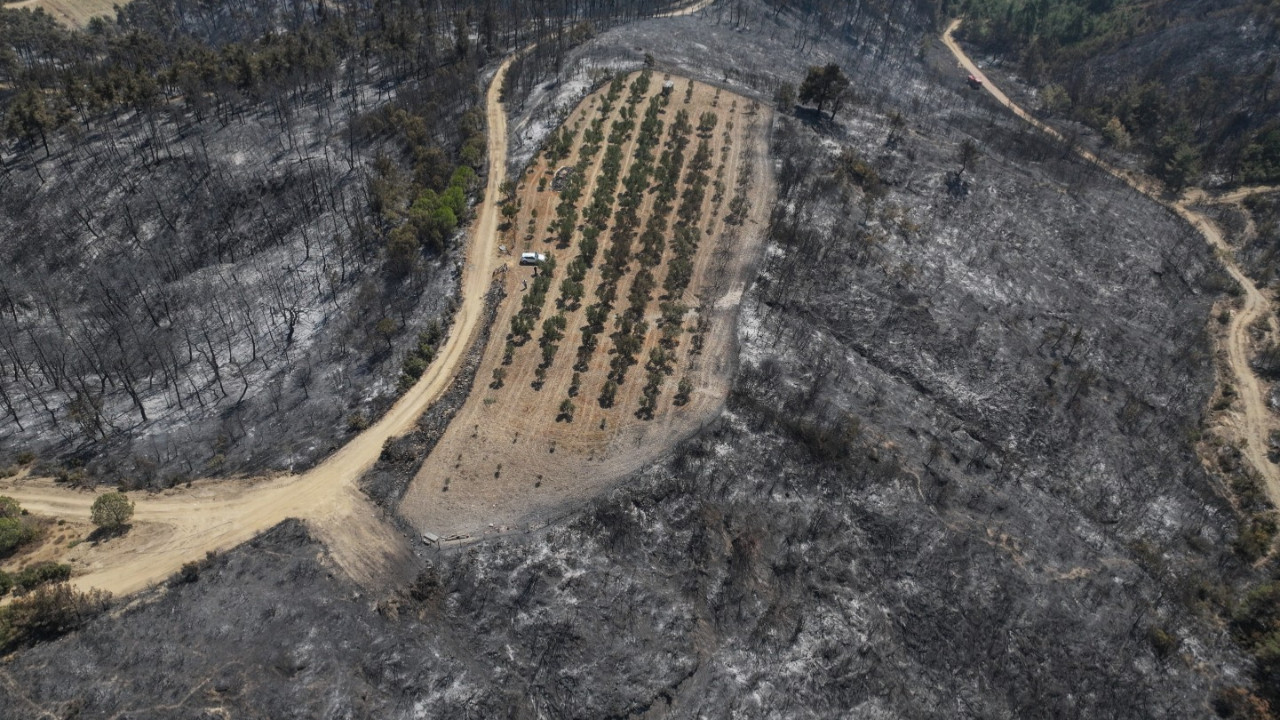 Alevler zeytinleri teğet geçti
