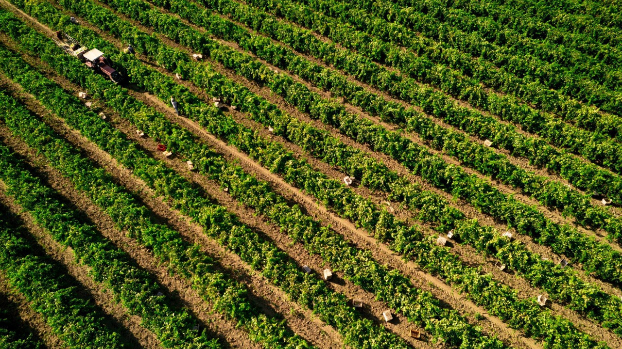 'Büyük kayıp' deyip dert yandı: Geçen sene 45 tondu, bu yıl 8