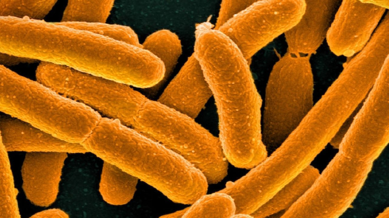 Dünyanın en sentetik yaşam formu yaratıldı